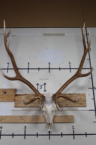 Very Nice and Clean XXL 12-Point ELK BULL Skull with ALL Teeth