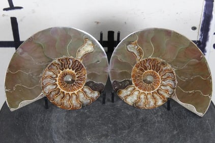 Agatized AMMONITE FOSSIL from Madagascar with Display Stand. Wt: 2lb 5oz
