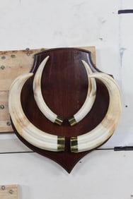 XXL Set of WARTHOG Tusks on a Wooden Plaque