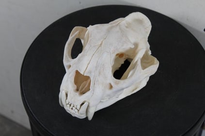 Very Nice XL MOUNTAIN LION or COUGAR Skull. Complete Teeth and No Glue