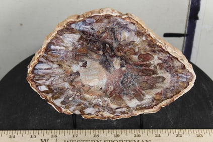 Polished Petrified or AGATIZED WOOD Slab Slice from Madagascar