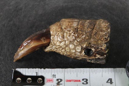 Giant *Real* CROCODILE TOE, taken from an 18'2" Long Croc. #3 in the SCI Record Book!