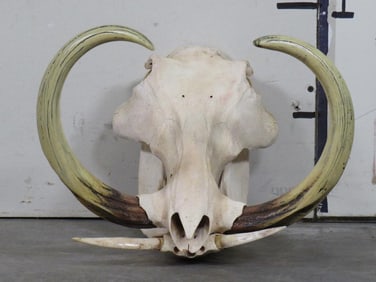 WARTHOG Skull with HUGE XXL Reproduction Tusks