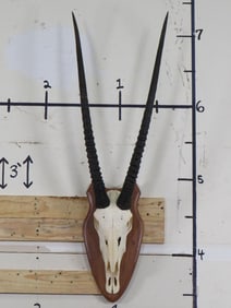 Very Nice GEMSBOK Euro Mount with Removable Horns