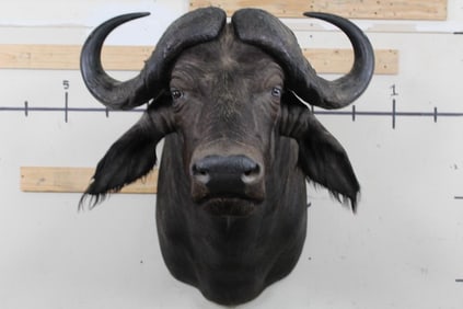Nice CAPE BUFFALO Shoulder Mount