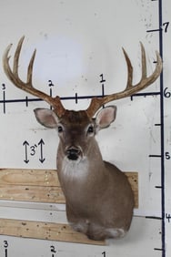 10-Point WHITETAIL DEER Shoulder Mount with a 25.5" Spread