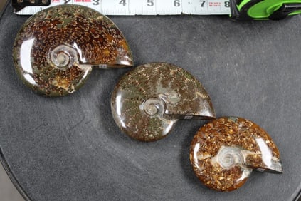 3 Smooth and Polished whole sutured AMMONITE FOSSILS from Madagascar. Wt: 1lb 6 oz
