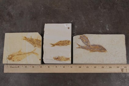 3 Nice FISH FOSSIL Plate Specimens from Morocco. 4 Complete Fish and 2 Partial. Wt: 3lbs 14oz