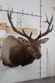 Newer 12-Point ELK BULL Shoulder Mount with a 39.5" Spread
