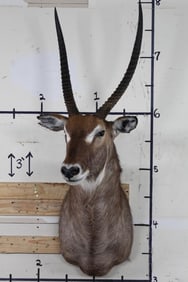 Nice WATEBUCK Shoulder Mount