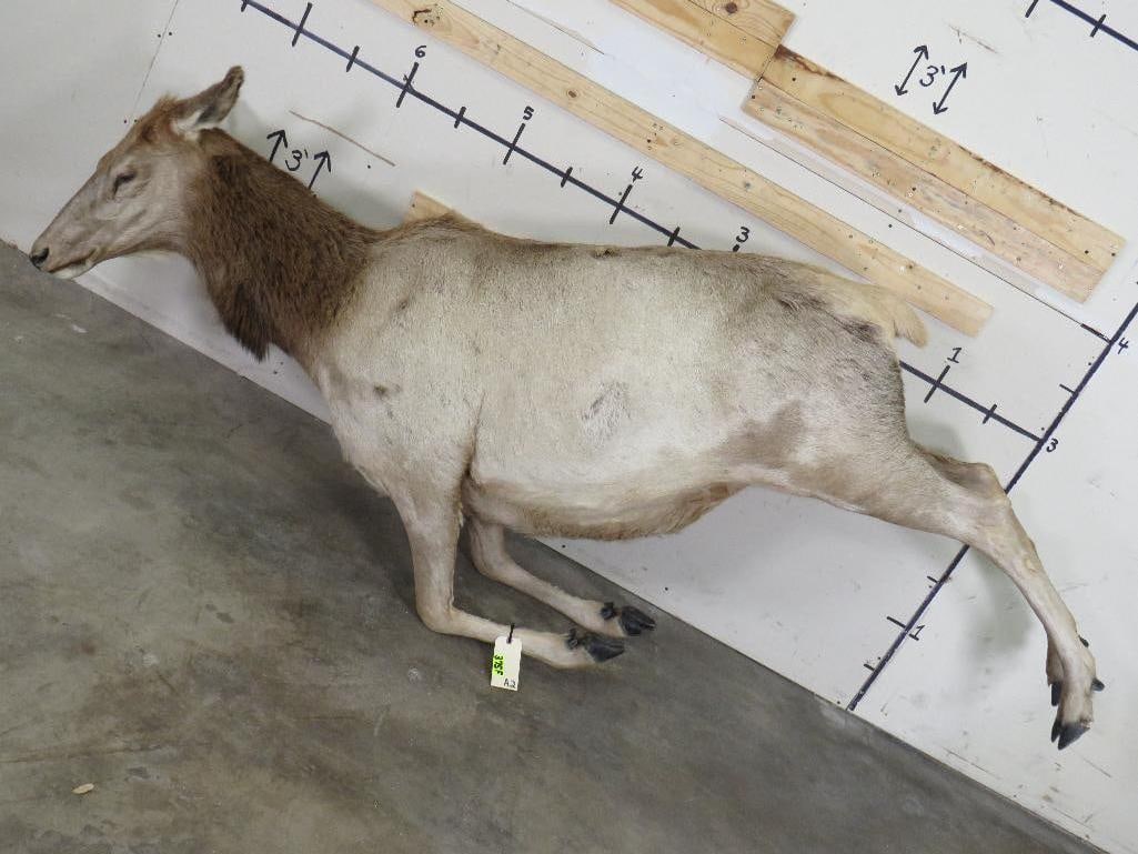 Life-sized FEMALE ELK (1 of 7)