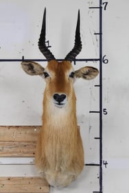 Nice and Clean PUKU Shoulder Mount