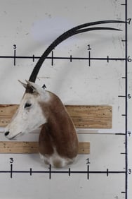 *TEXAS RESIDENTS ONLY*!!! SCIMITAR HORNED ORYX Shoulder Mount