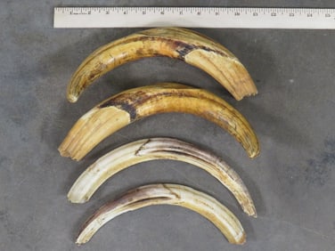 XXL WARTHOG TUSKS. Set of 2 Uppers and 2 Lower Tusks