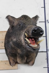 WILD HOG/BOAR Shoulder Mount with Reproduction Tusks
