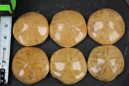 6 Polished SAND DOLLAR or SEA URCHIN Fossils from Madagascar. Wt:2lbs 4oz