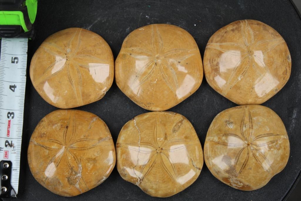 6 Polished SAND DOLLAR or SEA URCHIN Fossils from Madagascar. Wt:2lbs 4oz (1 of 9)