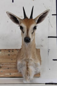 COMMON DUIKER Shoulder Mount