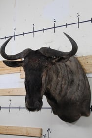 Nice WILDEBEEST Shoulder Mount