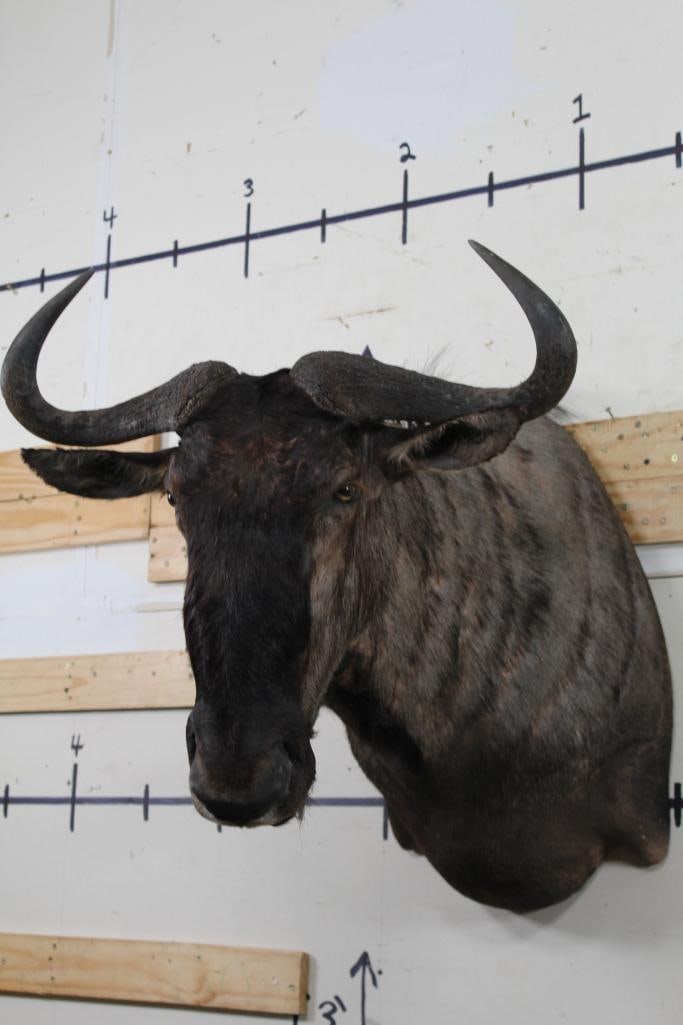 Nice WILDEBEEST Shoulder Mount (1 of 10)