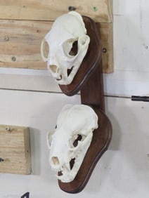 BOBCAT and NORTH AMERICAN BADGER Skulls on Wood Wall Pedestal