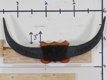 Very Nice WATER BUFFALO Horns Mounted on Nice Wooden Plaque with a 43" Spread