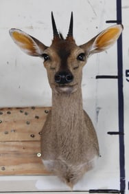 COMMON DUIKER Shoulder Mount