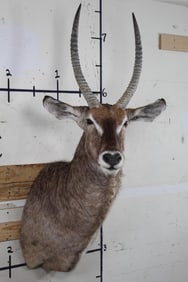 Newer WATERBUCK Shoulder Mount