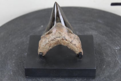 3 5/8" Long MEGALODON SHARK TOOTH Fossil. Fully Restored and Polished with Display Stand