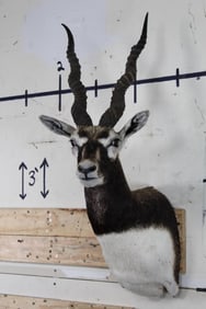 Very Nice BLACKBUCK Shoulder Mount