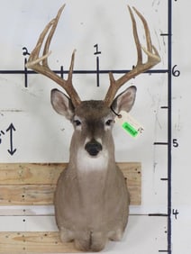 Big Rack 10-Point WHITETAIL BUCK DEER Shoulder Mount with a 20" Spread