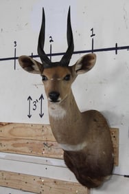 BUSHBUCK Shoulder Mount