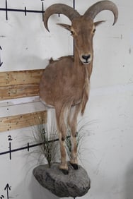 Nice Half Body Female AOUDAD