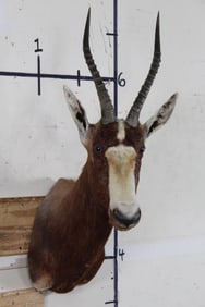 BLESBOK Shoulder Mount