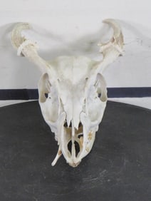 Rarely Seen MUNTJAC Skull