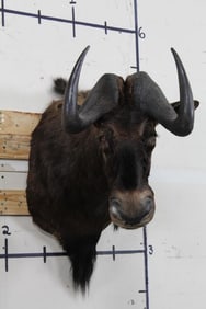 Black WILDEBEEST Shoulder Mount