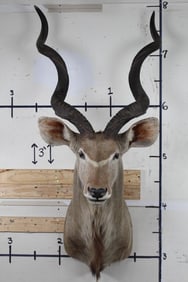 KUDU Shoulder Mount with BIG Horns