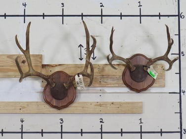 2 MULE DEER Racks on Matching Wooden Plaques