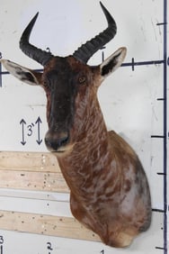 TSESSEBE Shoulder Mount looking to the left