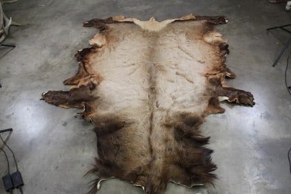 Nice, BIG & Soft ELK Hide or Pelt. Assorted Browns and Tan Fur
