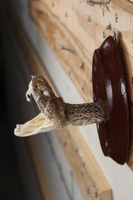 New and BIG Mounted Western Diamondback RATTLESNAKE Head on Wooden Plaque