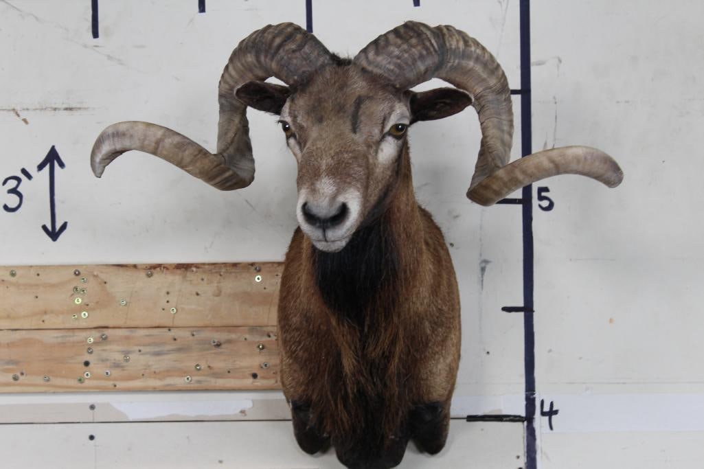 CORSICAN RAM Shoulder Mount (1 of 10)