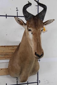 LICHTENSTEIN HARTEBEEST Shoulder Mount. Hunted in Tanzania