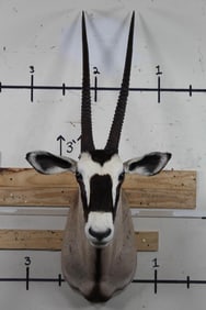 GEMSBOK Shoulder Mount
