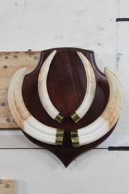 Nice XXL Set of WARTHOG Tusks on a Wooden Plaque