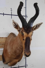 Nice & BIG HARTEBEEST Shoulder Mount