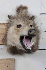 JAVELINA Shoulder Mount