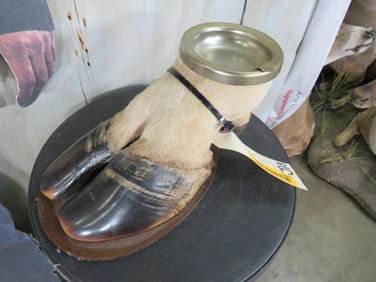 GIRAFFE HOOF/Foot Cigar Ashtray