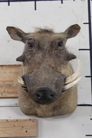 WARTHOG Shoulder Mount