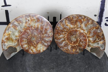 Agatized AMMONITE FOSSIL from Madagascar with Display Stand. Wt: 1lb 14oz